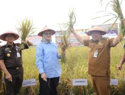 Gubernur Hidayat: Panen Raya di Bukit Terap adalah Wujud Ketahanan Pangan Babel