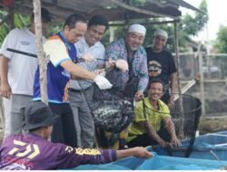 Panen Nila Salin Capai Rp30 Juta, Pemkab Bangka Tengah Dorong Perluasan Kolam Budidaya