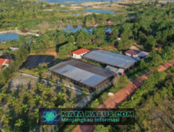 Dari Reklamasi Darat hingga Mangrove Pesisir, PT Timah Tbk Perkuat Pemulihan Lingkungan