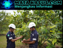 Komitmen Reklamasi Berkelanjutan, PT Timah Tbk Tanam 1,4 Juta Pohon Selama Satu Dekade