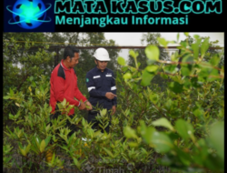 Program Seribu Pohon untuk Negeri, Upaya Nyata PT Timah Tbk Jaga Keberlanjutan Lingkungan