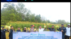 Dukung Ketahanan Pangan, PT Timah Tbk Garap Jagung di Lahan Pascatambang Bersama Petani Belitung