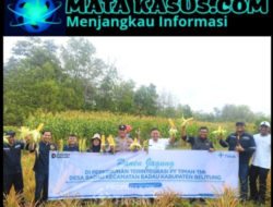 Dukung Ketahanan Pangan, PT Timah Tbk Garap Jagung di Lahan Pascatambang Bersama Petani Belitung