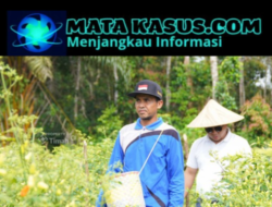 Sinergi Ketahanan Pangan, PT Timah Tbk Perkuat Pertanian Lokal