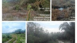 Dari Hutan Lindung ke Kebun Produktif, Dugaan Penguasaan Lahan Besar-besaran di Belilik