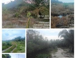 Dari Hutan Lindung ke Kebun Produktif, Dugaan Penguasaan Lahan Besar-besaran di Belilik