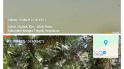 Lahan Sawit Diduga Milik Tersangka Korupsi Timah 300 Triliun Tanpa Plang Sitaan, Pengawasan Dipertanyakan