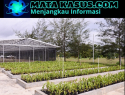 PT Timah Tbk Perkuat Reklamasi, Ratusan Hektare Lahan Bekas Tambang Dipulihkan di Babel