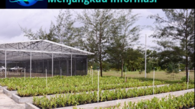 PT Timah Tbk Perkuat Reklamasi, Ratusan Hektare Lahan Bekas Tambang Dipulihkan di Babel