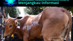 Sambut Idul Adha 2026, PT Timah Tbk Salurkan 268 Ekor Sapi Kurban ke Wilayah Operasional