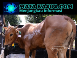 Sambut Idul Adha 2026, PT Timah Tbk Salurkan 268 Ekor Sapi Kurban ke Wilayah Operasional