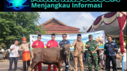 Sambut Iduladha dan HUT Bangka Barat ke-23, PT Timah Tbk Salurkan 39 Ekor Sapi Kurban