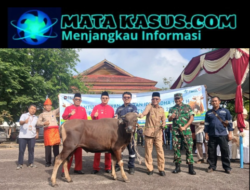 Sambut Iduladha dan HUT Bangka Barat ke-23, PT Timah Tbk Salurkan 39 Ekor Sapi Kurban