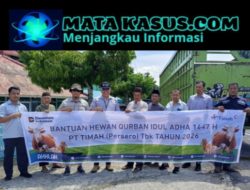 Warga Bangka Barat Antusias Sambut Bantuan Hewan Kurban dari PT Timah Tbk