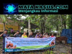 Sambut Iduladha 1447 H, PT Timah Tbk Bagikan Hewan Kurban di Belitung dan Belitung Timur