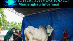 Ribuan Paket Daging Kurban Dibagikan, PT Timah Tbk Tebar Kepedulian di Momen Iduladha
