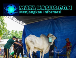 Ribuan Paket Daging Kurban Dibagikan, PT Timah Tbk Tebar Kepedulian di Momen Iduladha