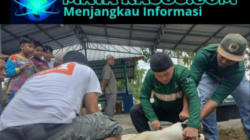 Karyawan PT Timah Tbk Gotong Royong Salurkan Daging Kurban untuk Warga Bangka Barat