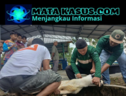 Karyawan PT Timah Tbk Gotong Royong Salurkan Daging Kurban untuk Warga Bangka Barat