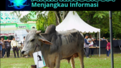 PT Timah Tbk Libatkan Peternak Lokal dalam Pengadaan Hewan Kurban, Dongkrak Ekonomi Warga