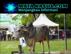 PT Timah Tbk Libatkan Peternak Lokal dalam Pengadaan Hewan Kurban, Dongkrak Ekonomi Warga