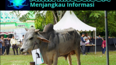 PT Timah Tbk Libatkan Peternak Lokal dalam Pengadaan Hewan Kurban, Dongkrak Ekonomi Warga