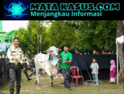 PT Timah Tbk Tebar Hewan Kurban di Momen Idul Adha, Kepala Daerah Apresiasi Kepedulian Sosial Perusahaan
