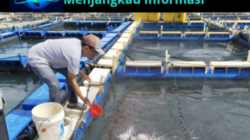 PT Timah Tbk Terus Dampingi Pokdakan Tuah Bersatu Kembangkan Kakap Putih