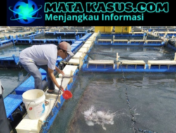 PT Timah Tbk Terus Dampingi Pokdakan Tuah Bersatu Kembangkan Kakap Putih