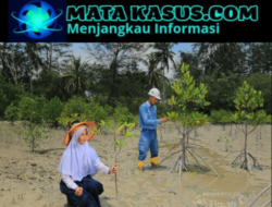 Dukung NZE 2060, PT Timah Tbk Tanam Puluhan Ribu Mangrove