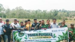 Panen Nanas Perdana Bina Tani Tailong Binaan PT Timah Tbk, Buktikan Potensi Pertanian Kundur Gerakkan Ekonomi