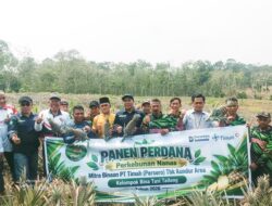 Panen Nanas Perdana Bina Tani Tailong Binaan PT Timah Tbk, Buktikan Potensi Pertanian Kundur Gerakkan Ekonomi