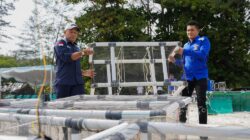 PT Timah Tbk dan HNSI Kolaborasi Tenggelamkan 81 Atraktor Cumi di Perairan Bangka, Dukung Nelayan dan Kelestarian Ekosistem