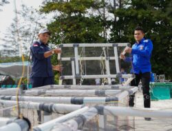 PT Timah Tbk dan HNSI Kolaborasi Tenggelamkan 81 Atraktor Cumi di Perairan Bangka, Dukung Nelayan dan Kelestarian Ekosistem